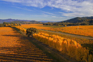 Fall Colors in Napa Valley, California