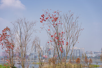 The withered red leaves of the city in autumn
