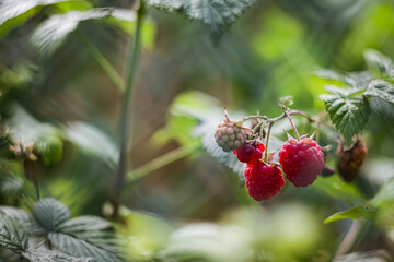 Growing pink raspberries in a bush behind a fence