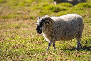 Ram grazing in the pasture.
