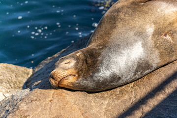 Sea lion sleeps on a rock near the ocean.