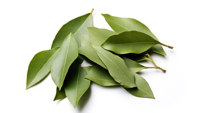 Pile of fresh green bay leaves isolated on white background