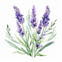 Lavender isolated on white background