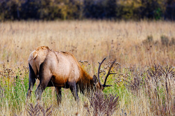 Bull elk (Cervus canadensis) grazing on grass in Grand Teton National Park, Wyoming during fall
