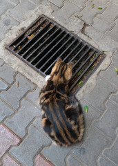 The street cat follows the cat under the sewer grate and wants to hunt it..