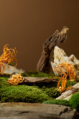 Stone slabs of different sizes are placed on green moss with cordyceps. Minimalist brown background. Space for displaying and advertising products containing natural ingredients.