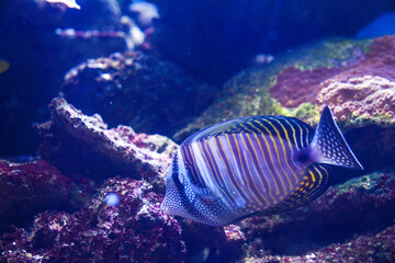 Beautiful corals in the fish tank