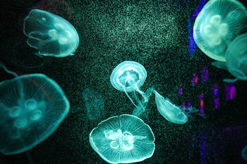 Obraz premium Jellyfish playing with lights against a black background