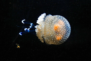 Jellyfish playing with lights against a black background