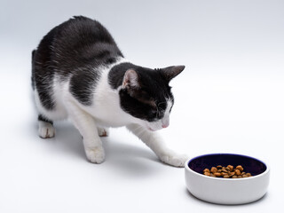 Kot próbuje zakopać miskę z jedzeniem, brak apetytu - obrazy, fototapety, plakaty