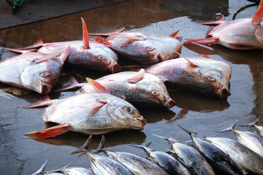 Yellow tale tuna and other catch at fish auction early in the morning at Katsuura Fish Port, Wakayama, Japan.