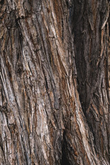 Old tree texture, old willow bark pattern