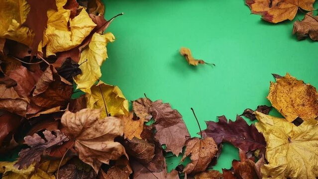 A flurry of fall leaves against a green screen, set for effortless editing and background alterations.