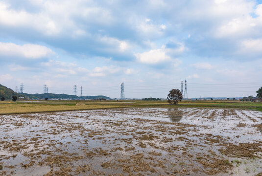 Typical rice pady field landscape in Japan