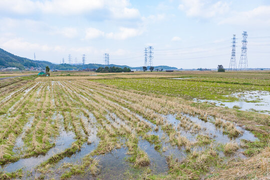 Typical rice pady field landscape in Japan