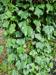 
This is a close-up image of an ivy vine.