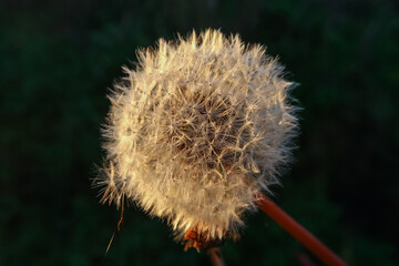 Shower head flower particular seeds light sun