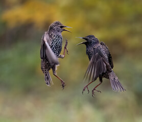 Star (Sturnus vulgaris)