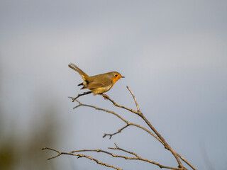 Rotkehlchen (Erithacus rubecula)