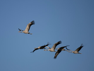 Kranich (Grus grus)