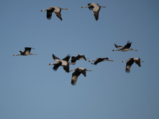 Kranich (Grus grus)