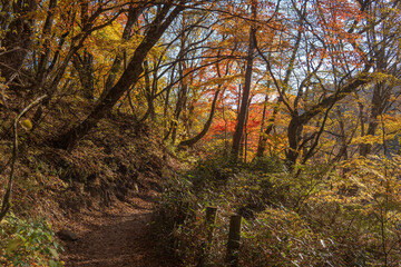 紅葉した秋の「吐竜（どりゅう）の滝ハイキングコース」／日本山梨県北杜市11月