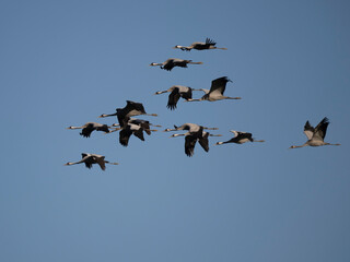 Kranich (Grus grus)