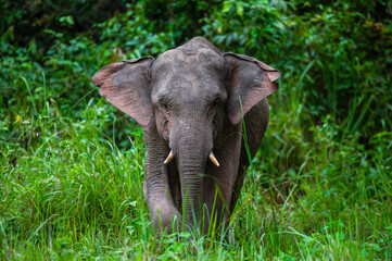 Male Asian elephant in nature