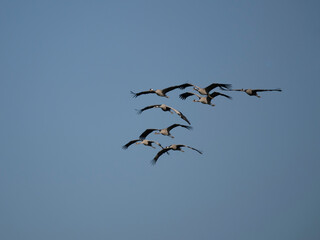 Kranich (Grus grus)