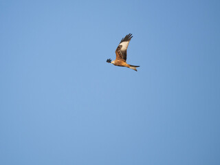 Rotmilan (Milvus milvus)