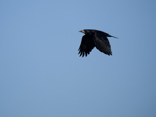 Saatkrähe (Corvus frugilegus)