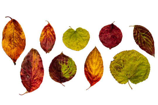 色鮮やかな紅葉した葉　透過png画像