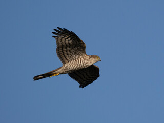 Sperber (Accipiter nisus)