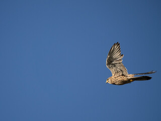 Turmfalke (Falco tinnunculus)