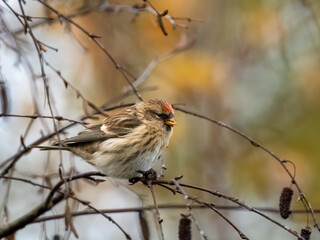 Birkenzeisig (Acanthis flammea)