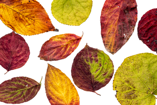 色鮮やかな紅葉した葉　透過png画像