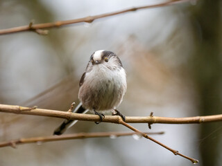 Schwanzmeise (Aegithalos caudatus)