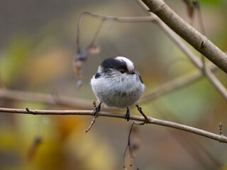 Fototapeta premium Schwanzmeise (Aegithalos caudatus)