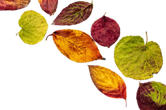 色鮮やかな紅葉した葉　透過png画像