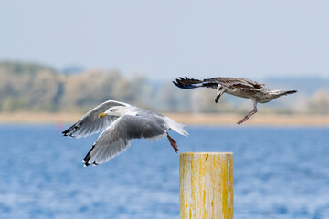 Silbermöwen ( Larus argentatus )  Altvogel und Jungvogel