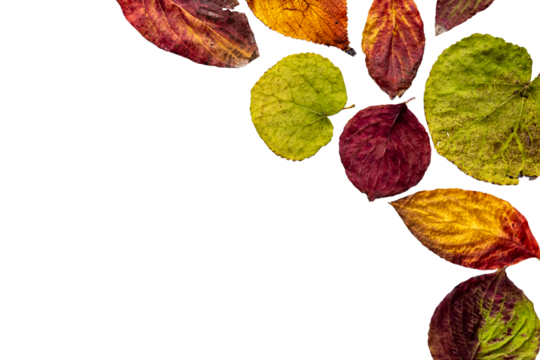 色鮮やかな紅葉した葉　透過png画像