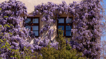 Wisteria vines with purple flowers are draped over a building, giving the windows a colorful floral...