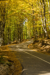 Obraz premium Road through the autumn forest in the mountains