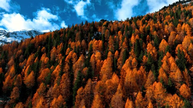 Drone cruising flight on yellow Pines forest at foliage in front of Dolomites at Fall - Graded