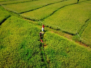 Rice farming in Indonesia starts to turn golden yellow when farmers enter harvest time