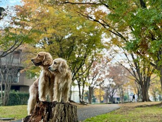 根岸森林公園／ゴールデンレトニエル