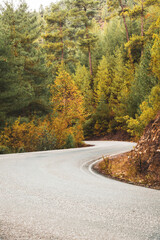 Fototapeta premium Asphalt road through autumn forest at sunrise