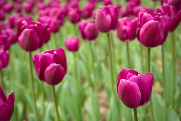 Fototapeta premium Many beautiful tulips bloom in the flowerbed