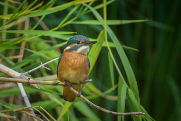 A common kingfisher sitting on a branch