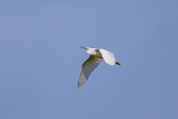 A Little Egret flying on a sunny day